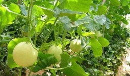 网红吃瓜风格是否独特,揭秘网红吃瓜界的独特风格达人